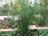 Tavi növények - Cyperus percamentus papíruszsás